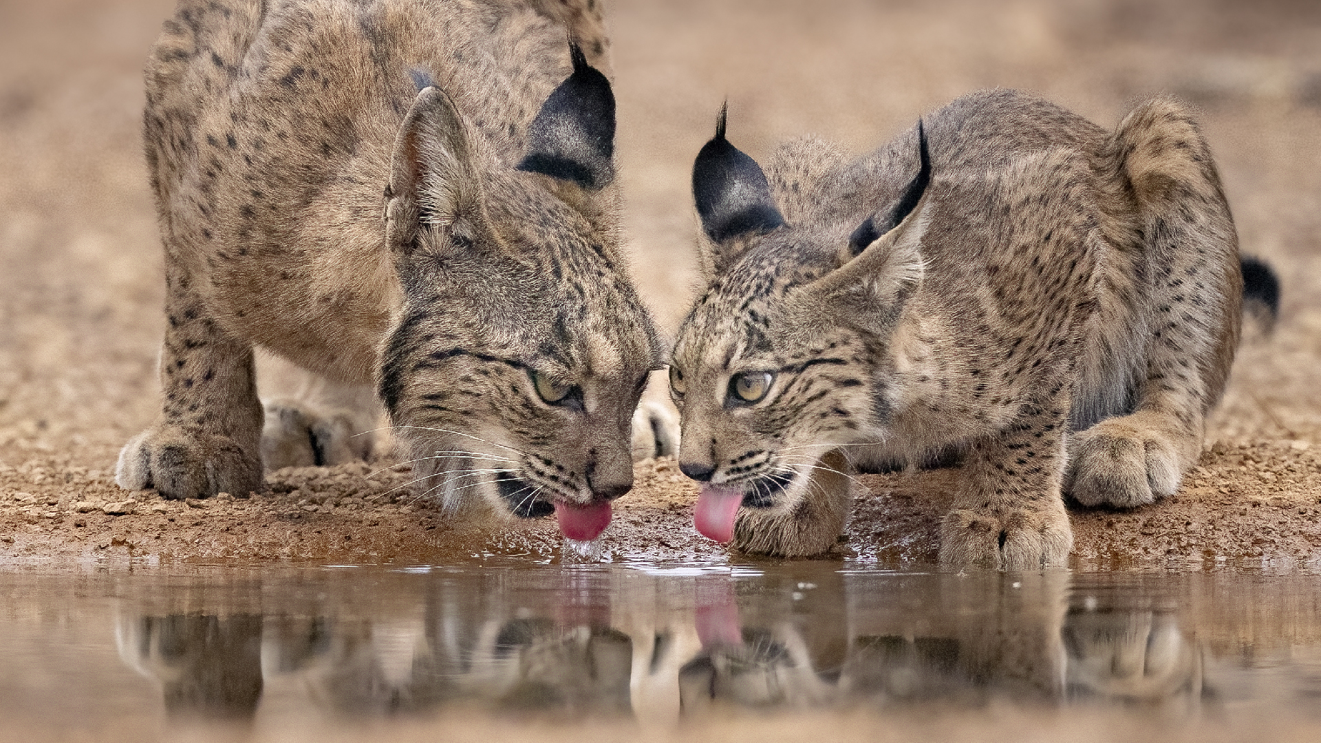 lynx and cub drinking