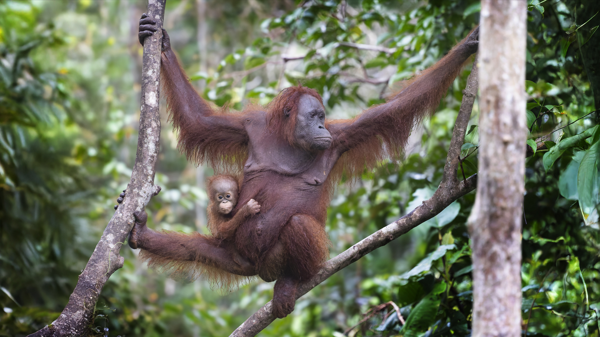 female bornean orangutan and her baby in the forest